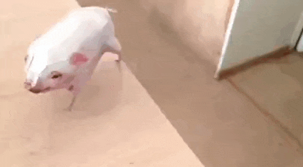 a white pig is walking on a wooden floor .