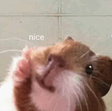 Nice Hamster GIF - Nice Hamster GIFs
