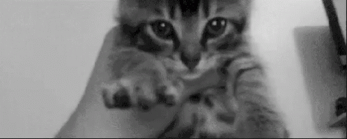 Cute Cat GIF - Cute Cat Cutecat GIFs