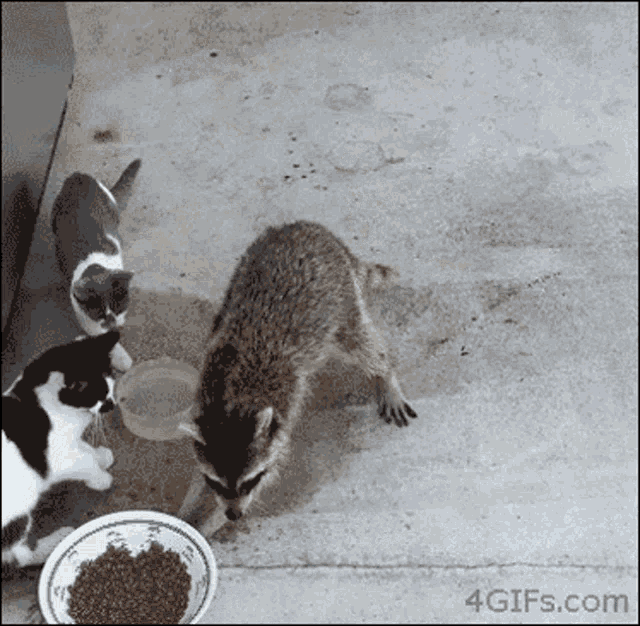 Raccoon Stealing GIF - Raccoon Stealing GIFs