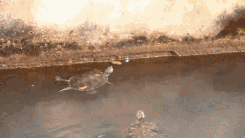 Turtle Cats GIF - Laser Pointer Turtle GIFs