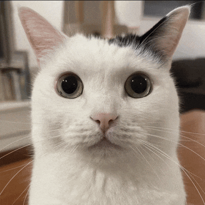 a white cat with a black spot on its head