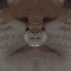a close up of a cat 's face with the words " another banger " below it