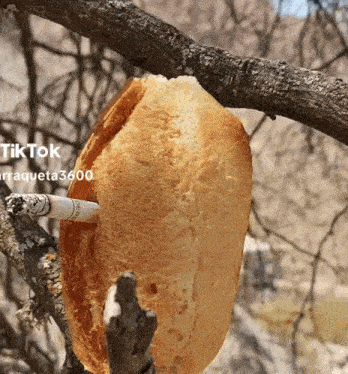 a loaf of bread hanging from a tree branch with tiktok written on the bottom right