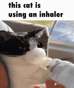 Cat Inhaler GIF - Cat Inhaler This Cat GIFs