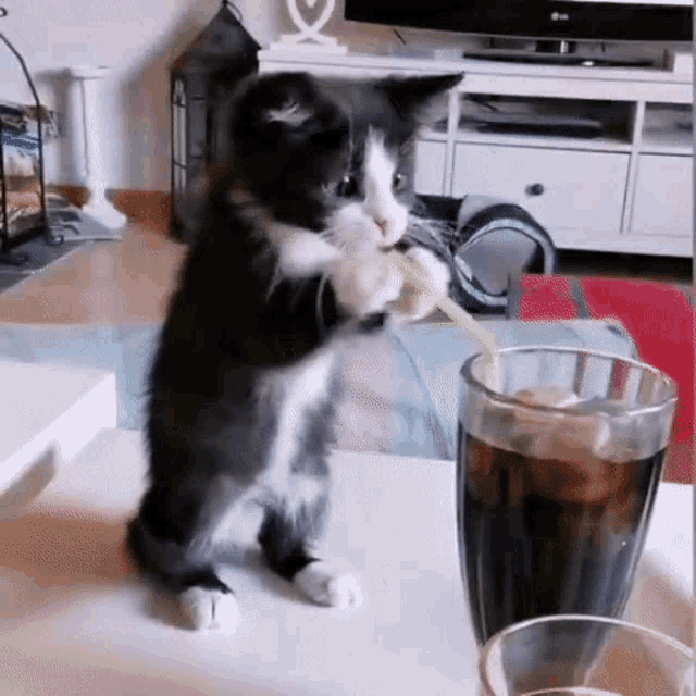 Kitten Try Drink Soda GIF