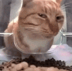 a cat is eating food from a bowl .