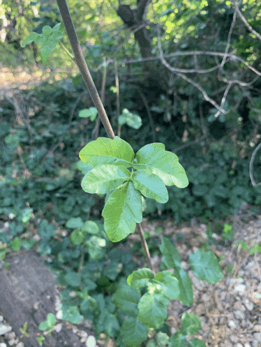a close up of a leaf on a tree branch in the woods