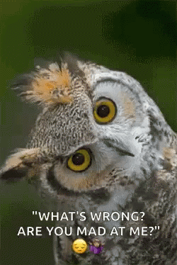 Whats Wrong Are You Mad At Me Owl GIF