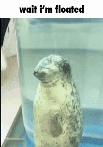 Seal Seal Floating GIF - Seal Seal Floating Wait I'M Goated GIFs