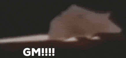 a close up of a mouse with the words `` gm !!! '' written on the bottom .