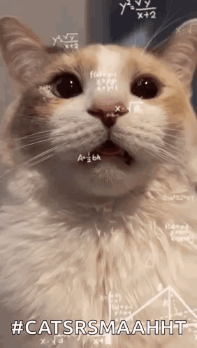 Cat Cat Math GIF - Cat Cat Math Math GIFs