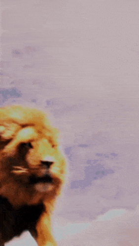 a close up of a lion 's face with a purple sky in the background