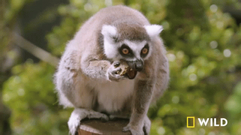 Lemur Eating National Geographic GIF - Lemur Eating National Geographic Lemurs Try New Food GIFs