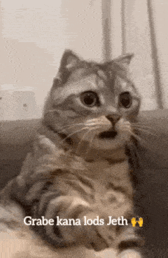 a cat is sitting on a couch and looking at the camera with a caption that says grabe kana lods jeth .