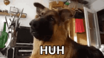 a german shepherd dog is sitting in a living room and looking at the camera with the word huh written on it .