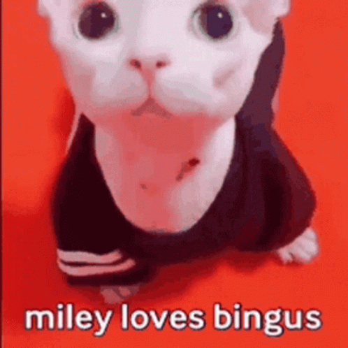 Miley Loves Bingus Miley GIF - Miley Loves Bingus Miley Miley Loves GIFs