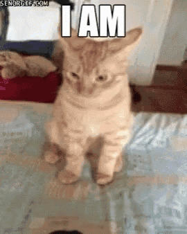 a cat standing on its hind legs with the words " i am " written above it