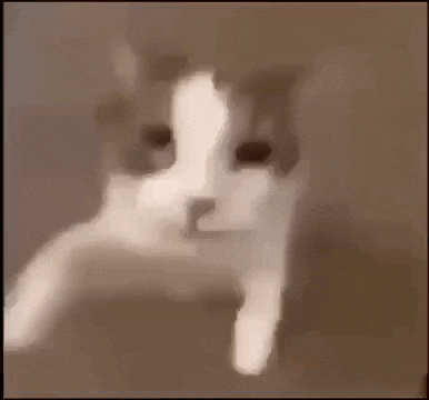 a close up of a cat 's face looking out of a window .