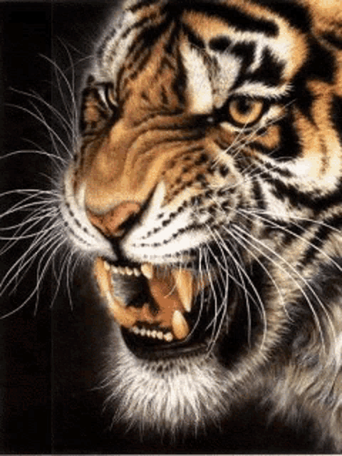a close up of a tiger with its mouth open showing its teeth