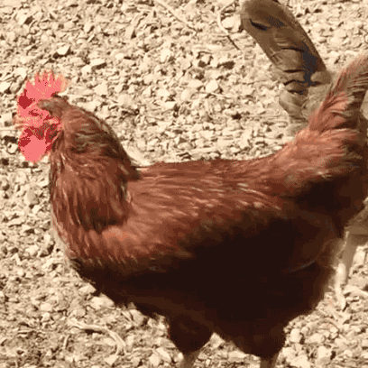 Chicken Rotating Chicken GIF - Chicken Rotating Chicken Dancing Chicken GIFs