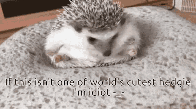 Hedgehog Hedgie GIF - Hedgehog Hedgie GIFs
