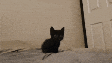 a small black kitten laying on a bed looking at the camera