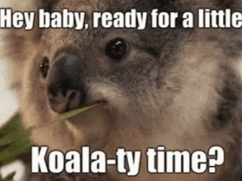Koalaty Time Pun GIF - Koalaty Time Pun Koala GIFs