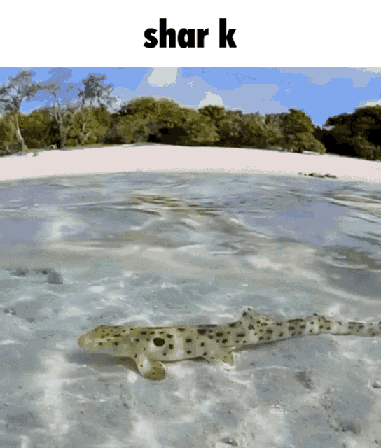 a shark is swimming in the water near a beach with the word shar k above it