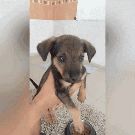 a person is holding a small puppy next to a bowl of food
