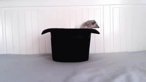 Hedgehog In A Hat GIF - Hedgehog Hat Magic GIFs