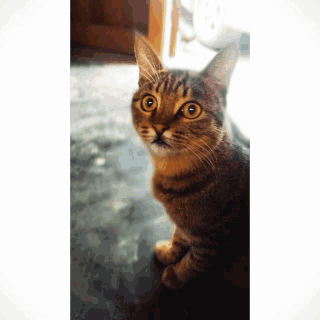 a close up of a cat with yellow eyes