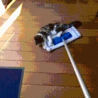 Mop Cat GIF - Mop Cat GIFs