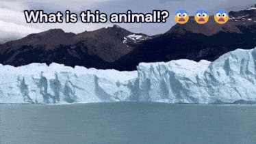 a picture of an iceberg with the words what is this animal below it