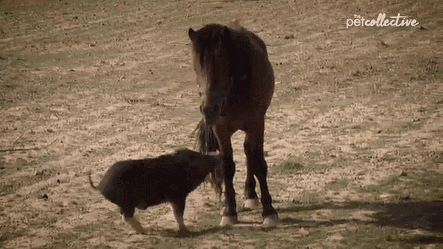 Playful The Pet Collective GIF - Playful The Pet Collective Horse GIFs