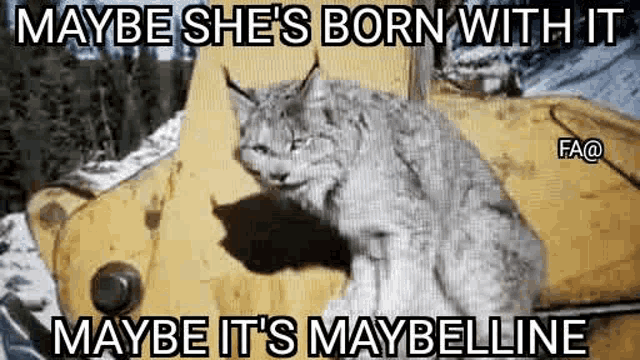 a lynx is sitting in front of a yellow object with a caption that says maybe she 's born with it