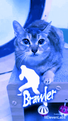 a picture of a cat with the word brawler on the bottom right