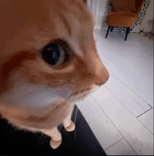 a close up of a cat looking at the camera in a living room .
