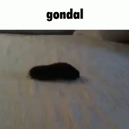 Gondal GIF - Gondal GIFs