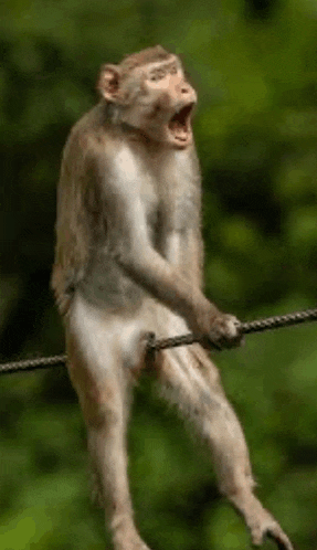a monkey is standing on a rope with its mouth open and yawning .