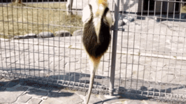 Tamandua Anteater GIF - Tamandua Anteater Not A Pet GIFs
