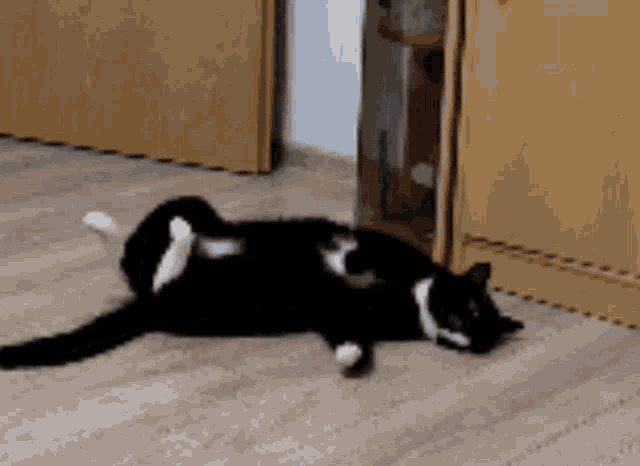 Maksas The Cat Morning GIF - Maksas The Cat Morning Sleepy GIFs