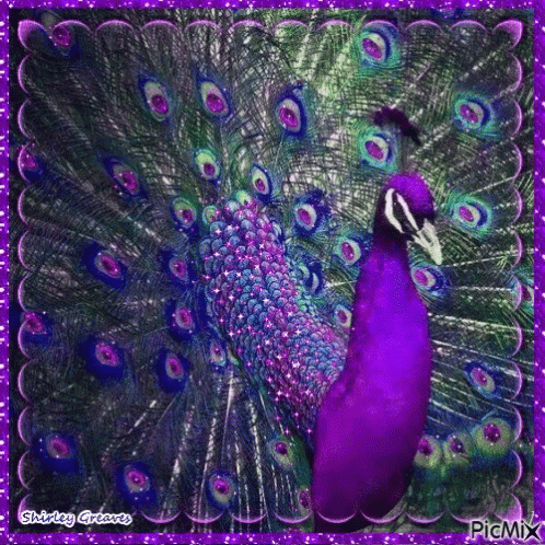 Peacock Purple GIF - Peacock Purple Glitter GIFs