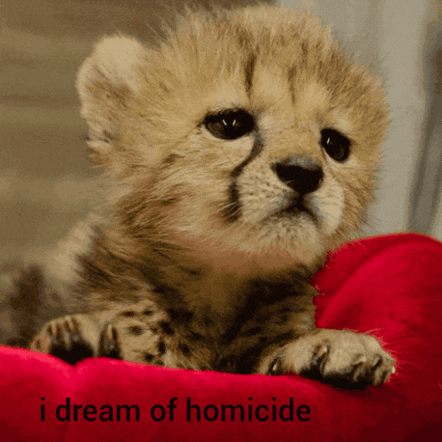 a cheetah cub is laying on a red pillow with the words i dream of homicide below it