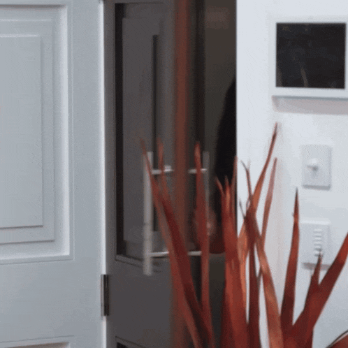 a plant is in front of a white door
