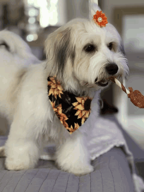 a small white dog wearing a birthday hat and a bandana chews a stick