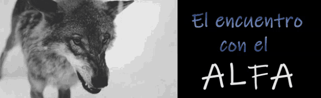 a black and white photo of a wolf and the words el encuentro con el alfa in blue