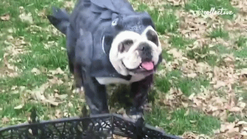 Costume The Pet Collective GIF - Costume The Pet Collective Dog GIFs
