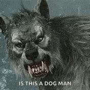 a close up of a dog 's face with its mouth open and a caption that says `` is this a dog man '' .