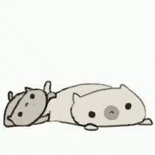 Cat Cats GIF - Cat Cats Kitty GIFs
